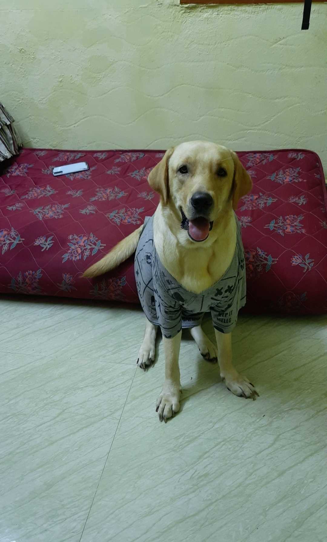 Labrador Retriever Dogs For Mating In Chennai