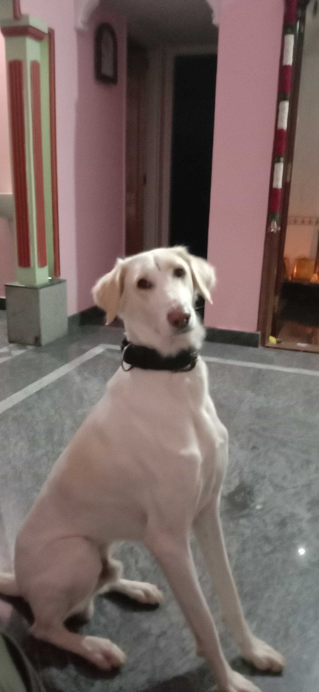 Mudhol hound Dogs For Mating In Bangalore