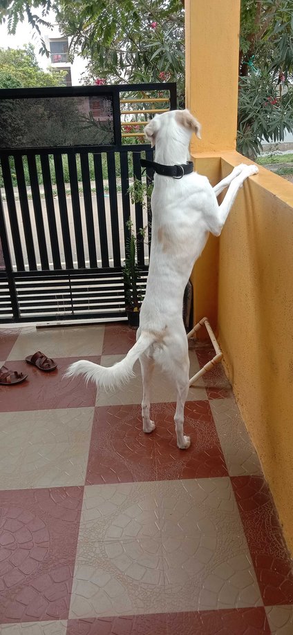 Mudhol hound Dogs For Mating In Bangalore