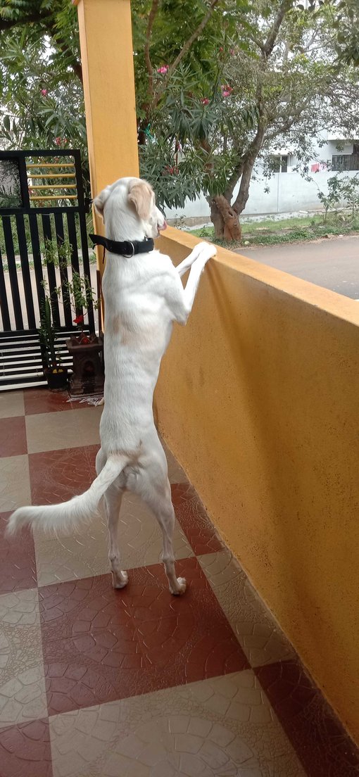Mudhol hound Dogs For Mating In Bangalore