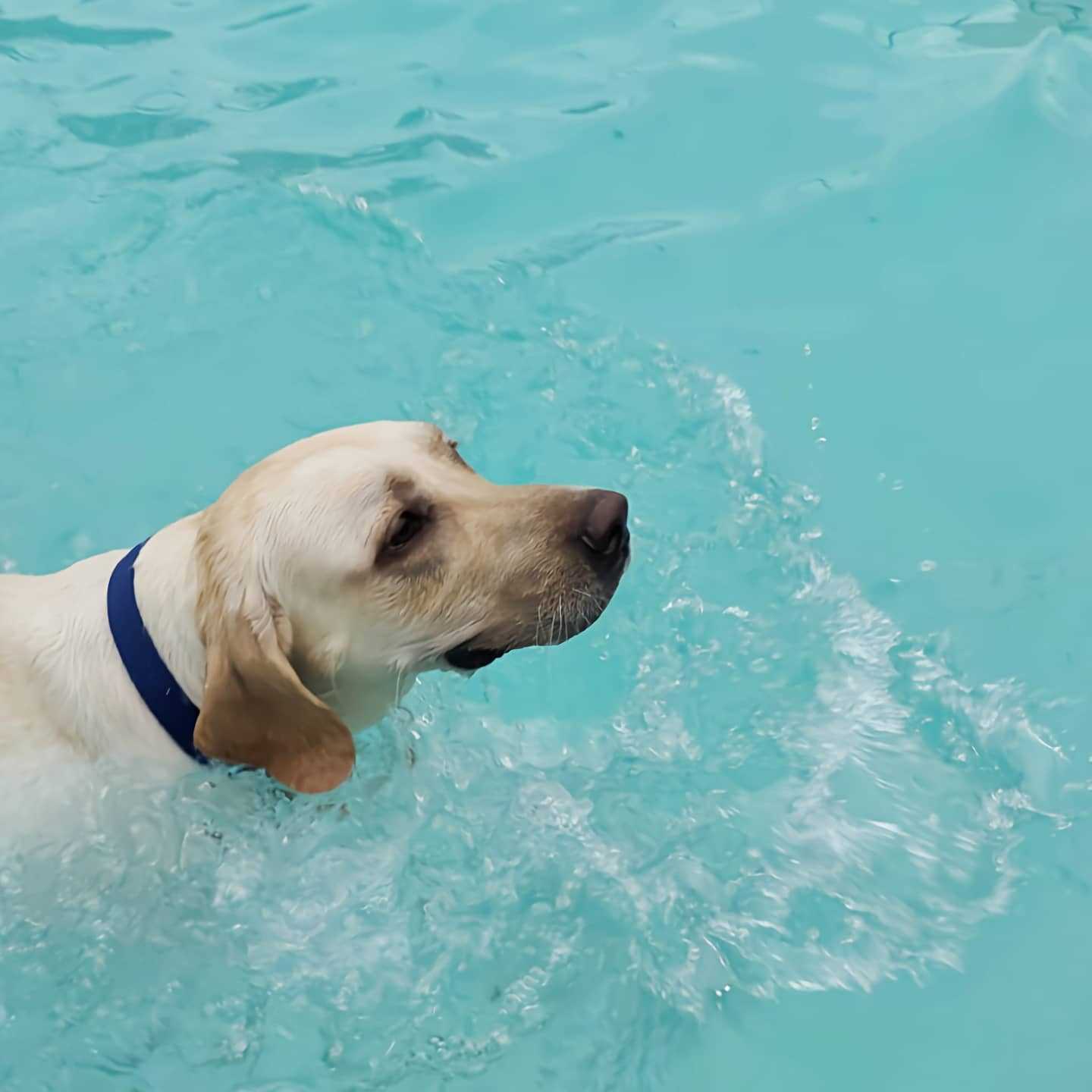 Labrador Retriever Dogs For Mating In Rudrapur