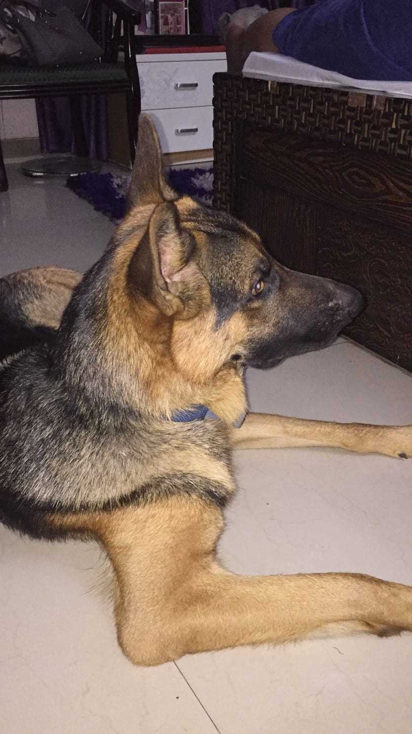 German Shepherd Dogs For Mating In Noida