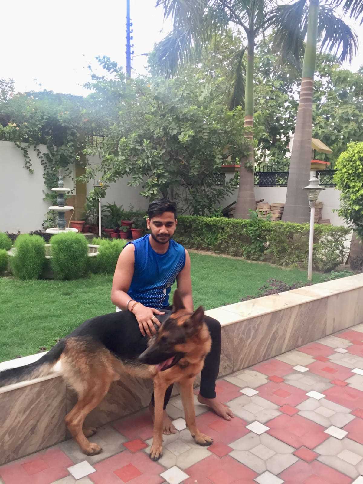 German Shepherd Dogs For Mating In Noida