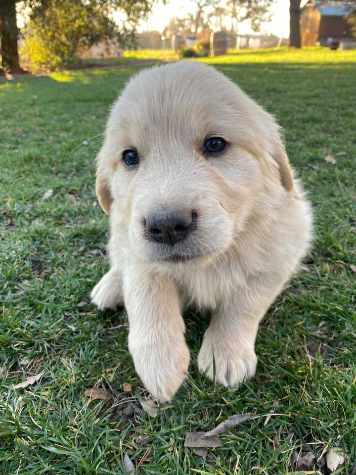 Golden Retriever For Sale In Noida