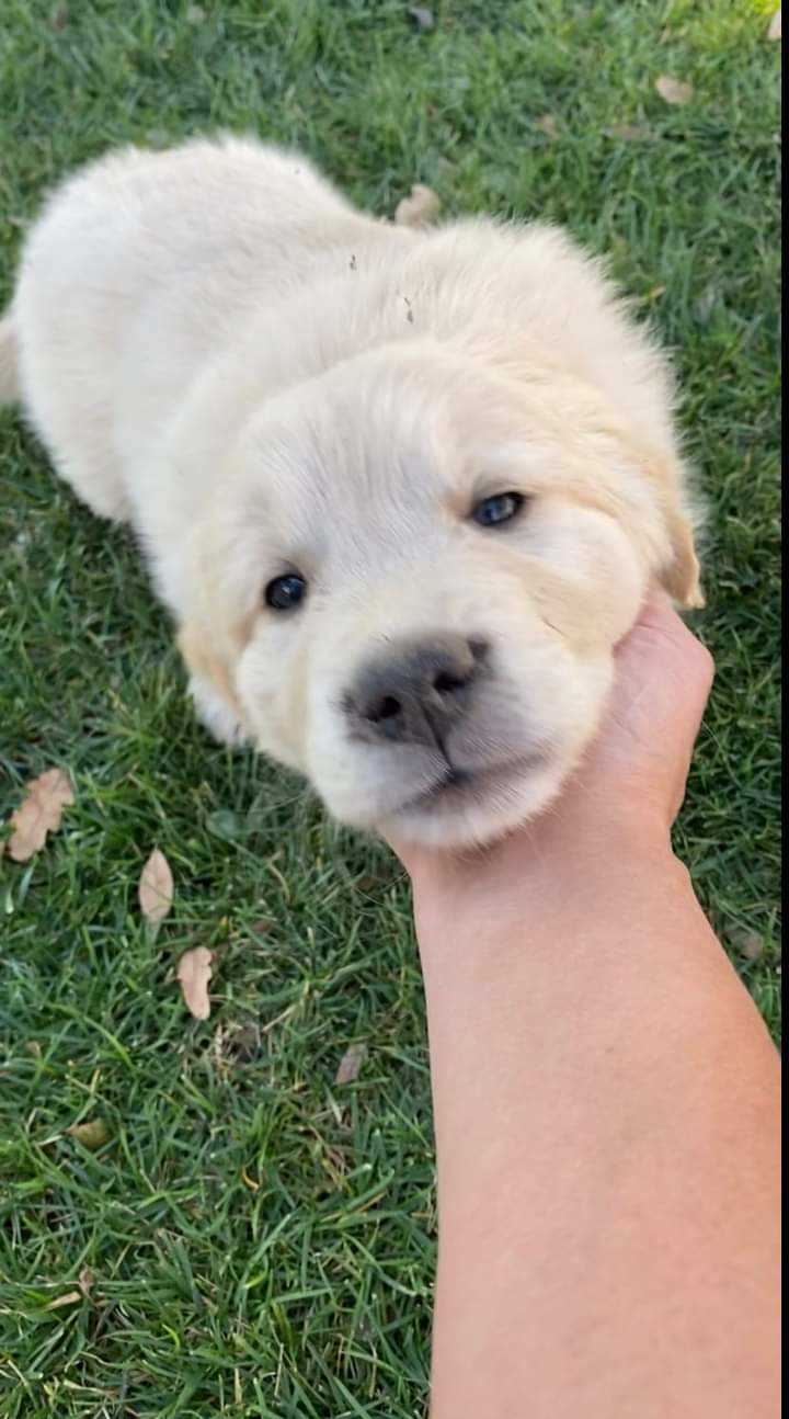 Golden Retriever For Sale In Noida