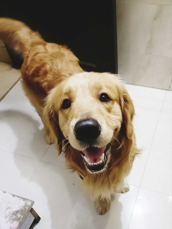 Golden Retriever Dogs For Mating In Mandi HP
