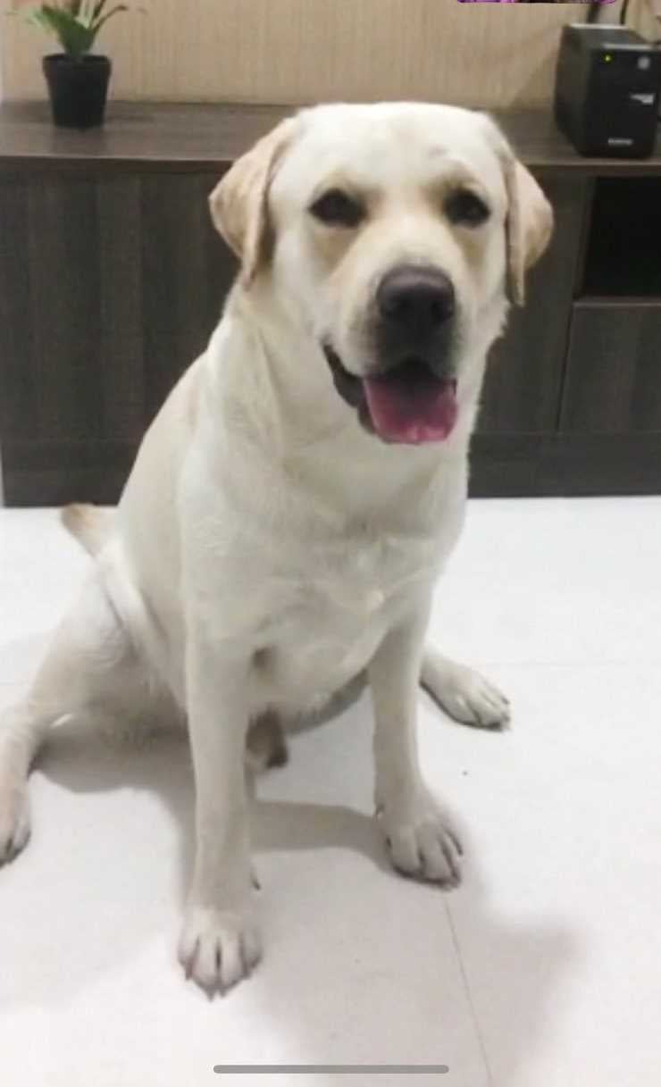 Labrador Retriever Dogs For Mating In Hyderabad