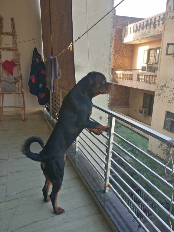 Rottweiler Dogs For Mating In Chennai