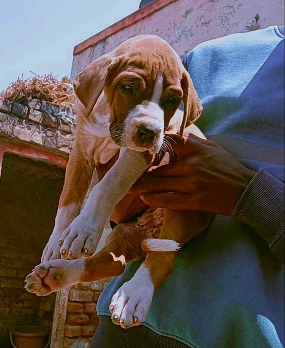 Indian Mastiff For Sale In Bangalore