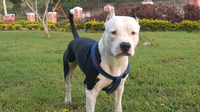 American Staffordshire Terrier Dogs For Mating In Mysore