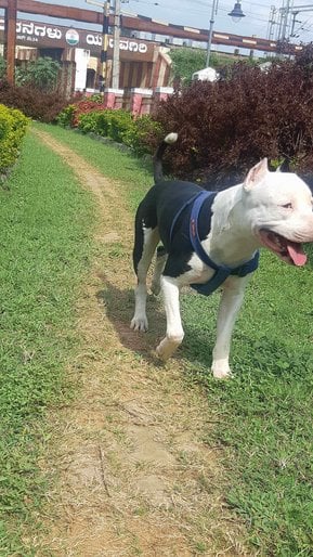 American Staffordshire Terrier Dogs For Mating In Mysore