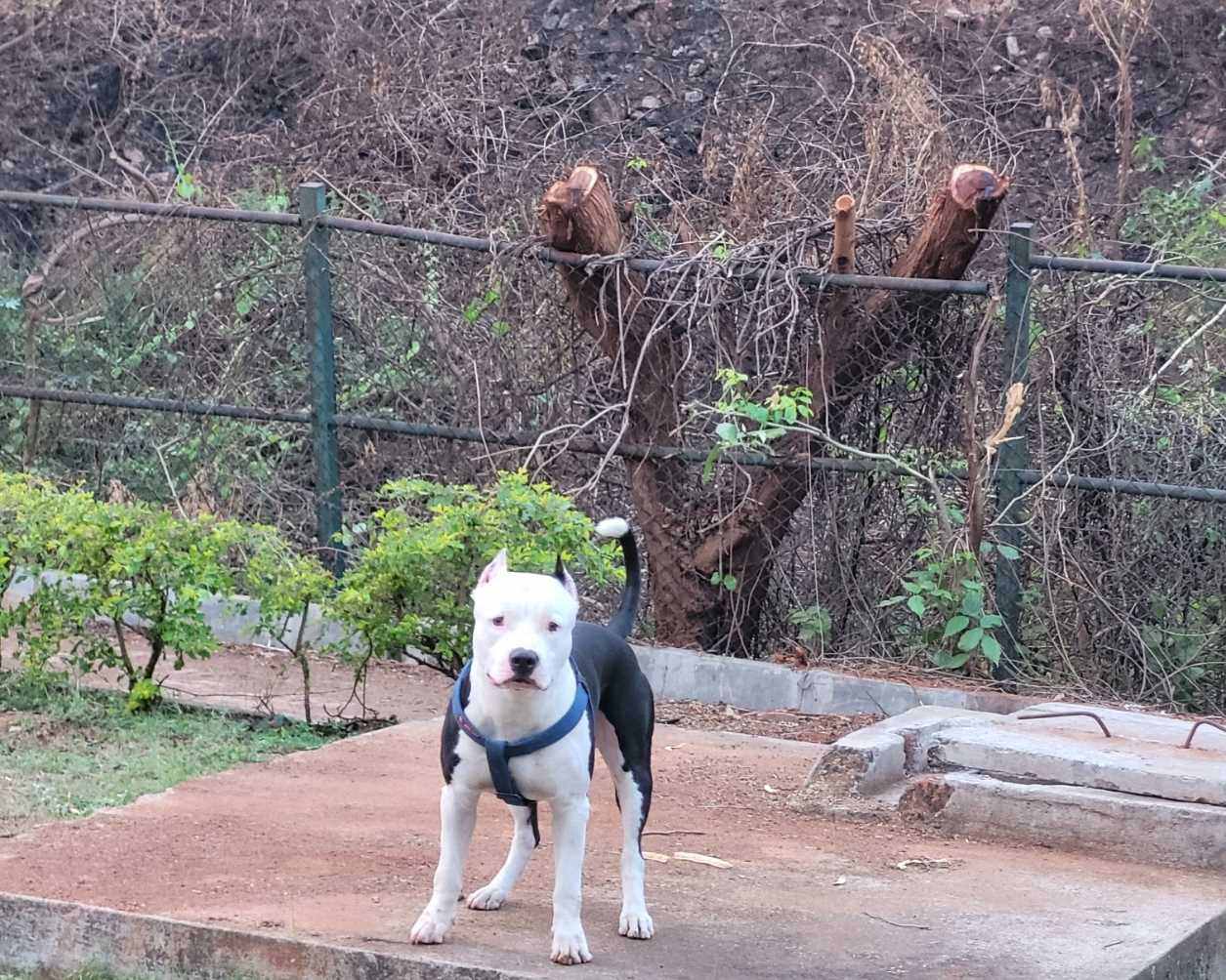American Staffordshire Terrier Dogs For Mating In Mysore
