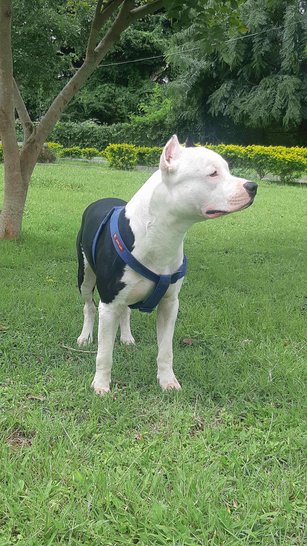 American Staffordshire Terrier Dogs For Mating In Mysore