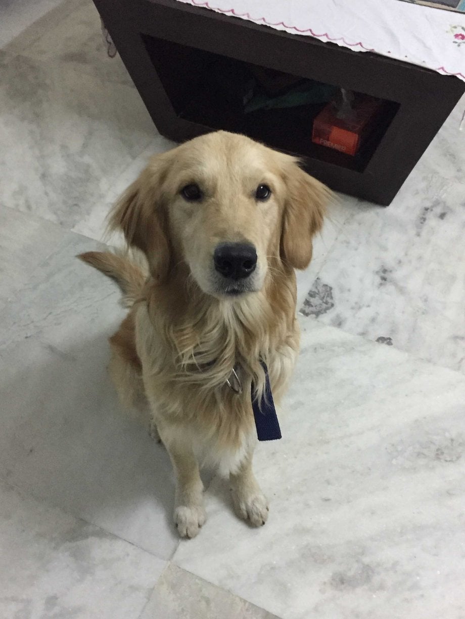 Golden Retriever Dogs For Mating In Kozhikode