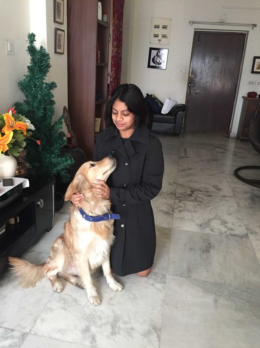 Golden Retriever Dogs For Mating In Kozhikode