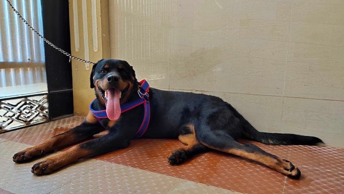 Rottweiler Dogs For Mating In Chennai