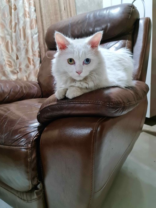 Persian Dogs For Mating In Thane