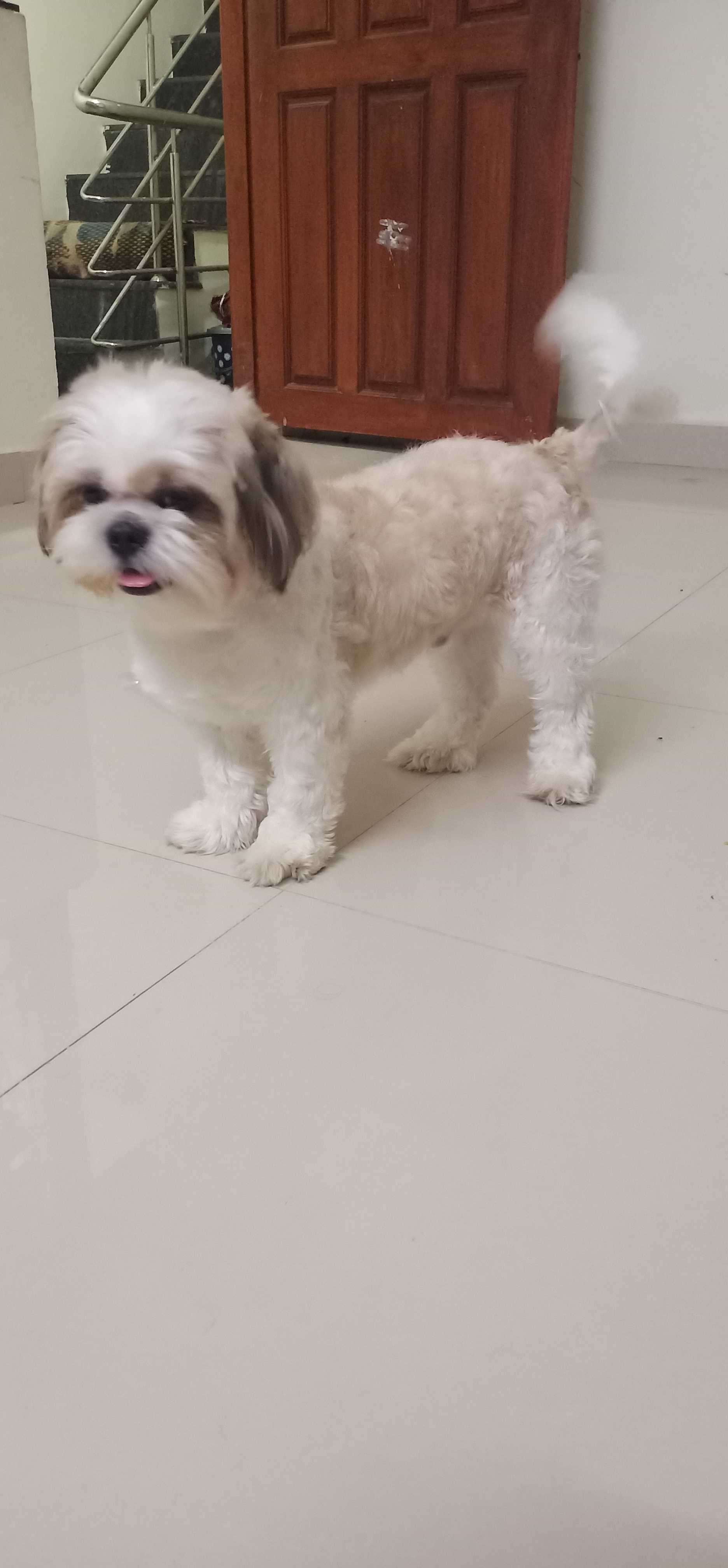 Shih Tzu Dogs For Mating In Chennai