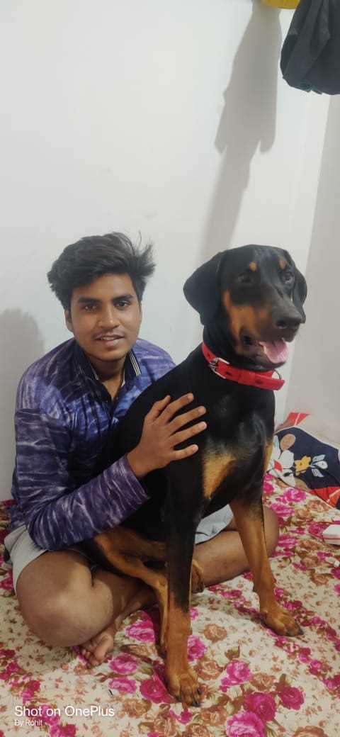 Doberman Pinscher Dogs For Mating In Aurangabad MH