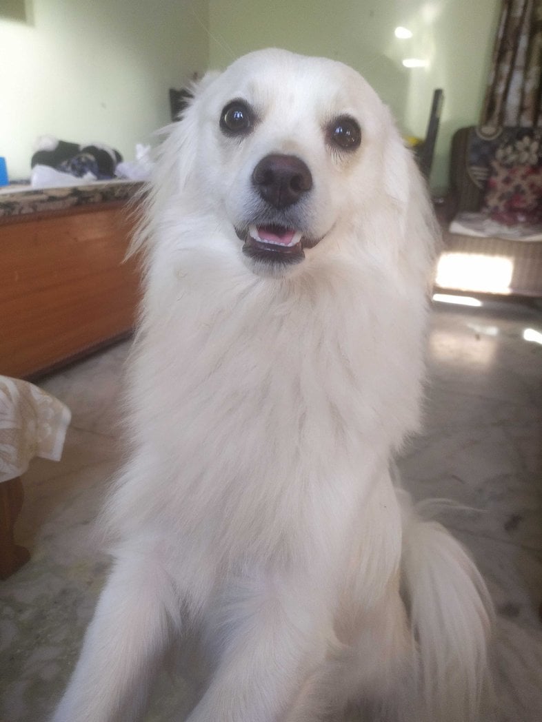 Indian Spitz Dogs For Mating In Lucknow