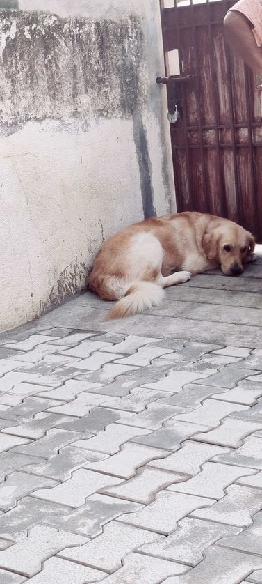 Golden Retriever Dogs For Mating In Vijayawada