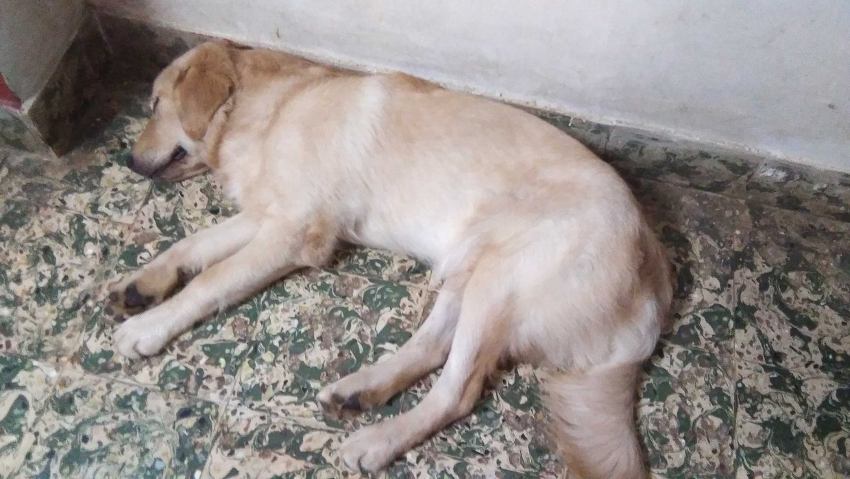 Golden Retriever Dogs For Mating In Vijayawada