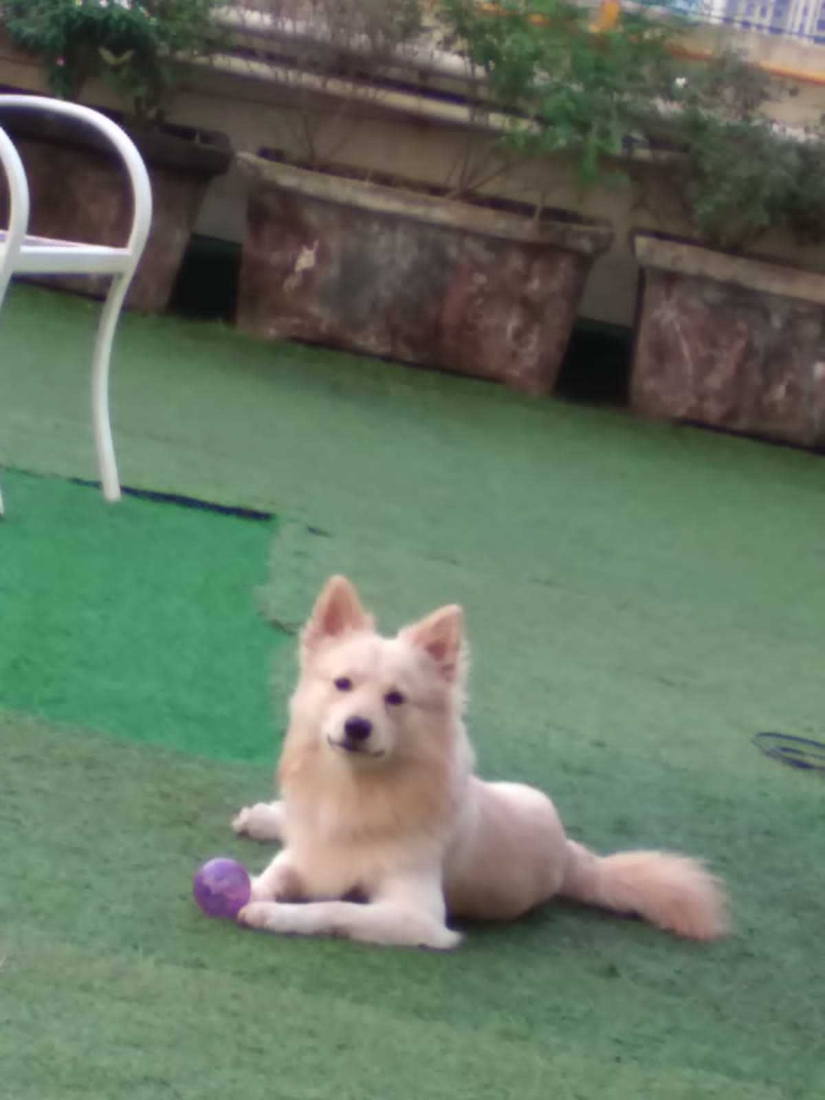 Pomeranian Dogs For Mating In Kochi