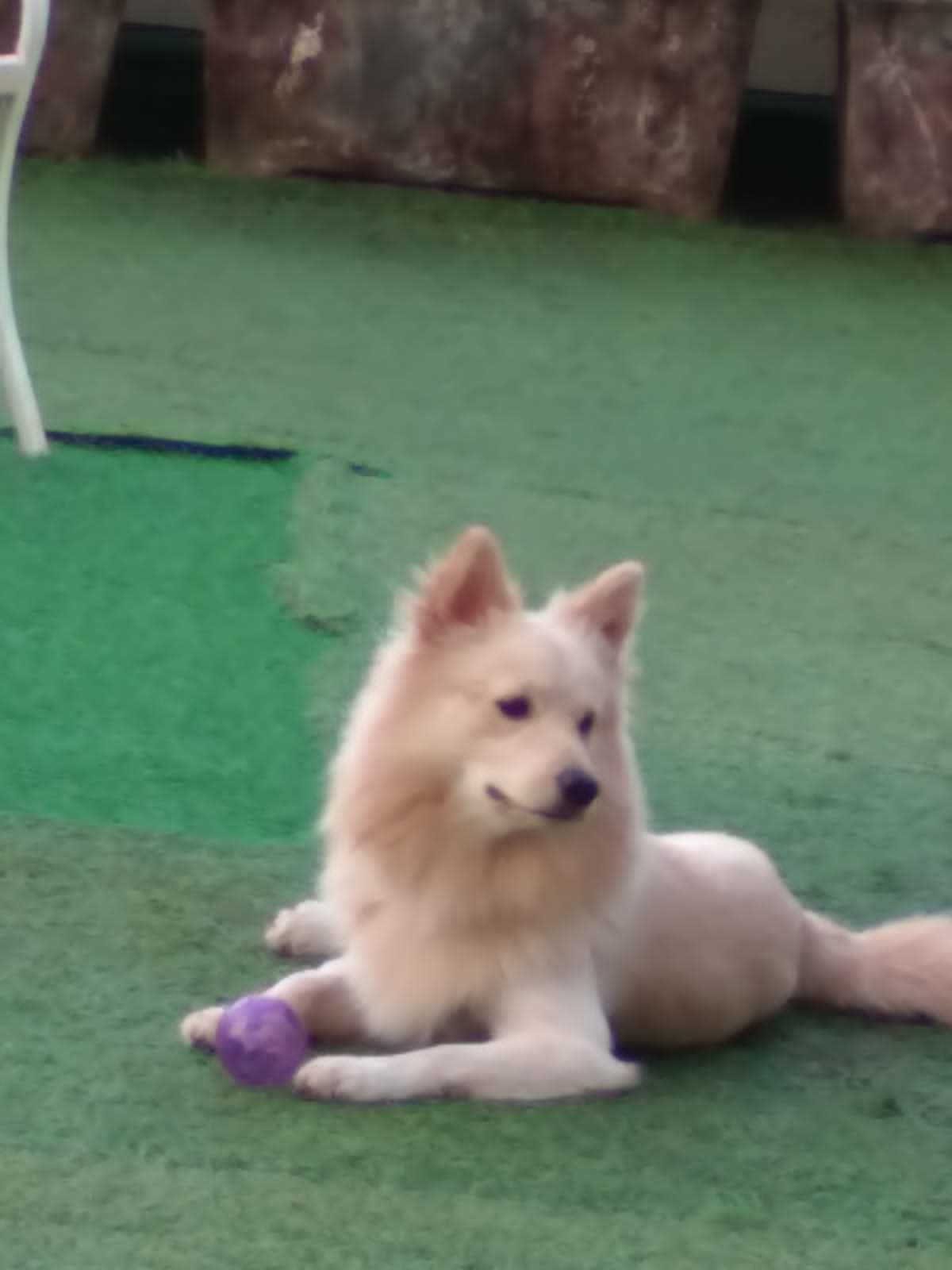 Pomeranian Dogs For Mating In Kochi
