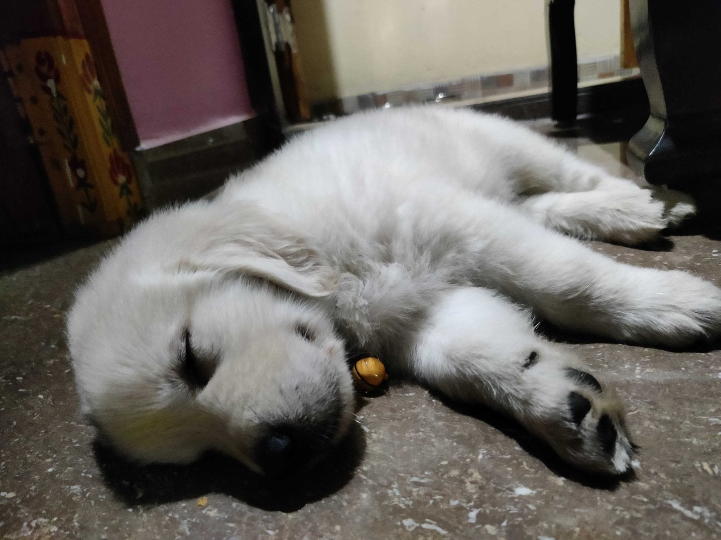 Golden Retriever For Sale In Meerut