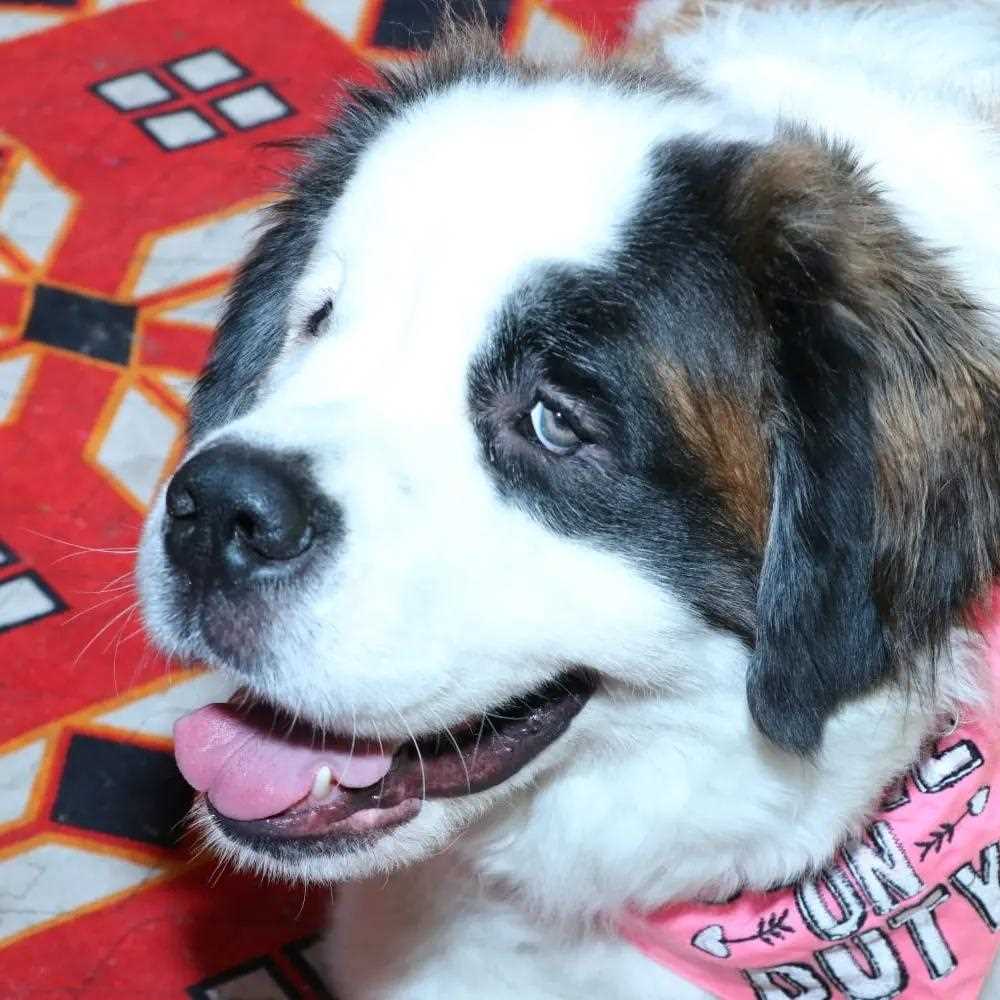 Saint Bernard Dogs For Mating In Kolkata