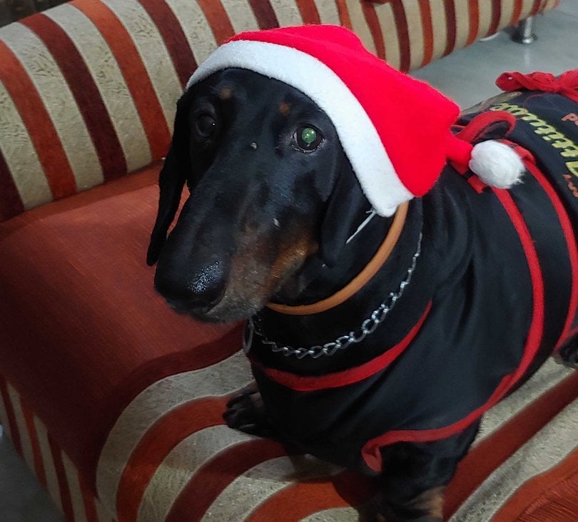 Dachshund Dogs For Mating In Noida