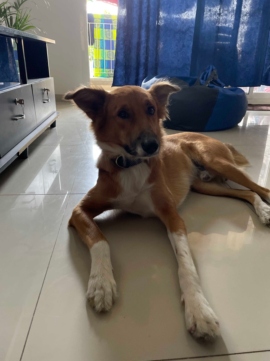 Indian Breed Dogs For Mating In Bangalore