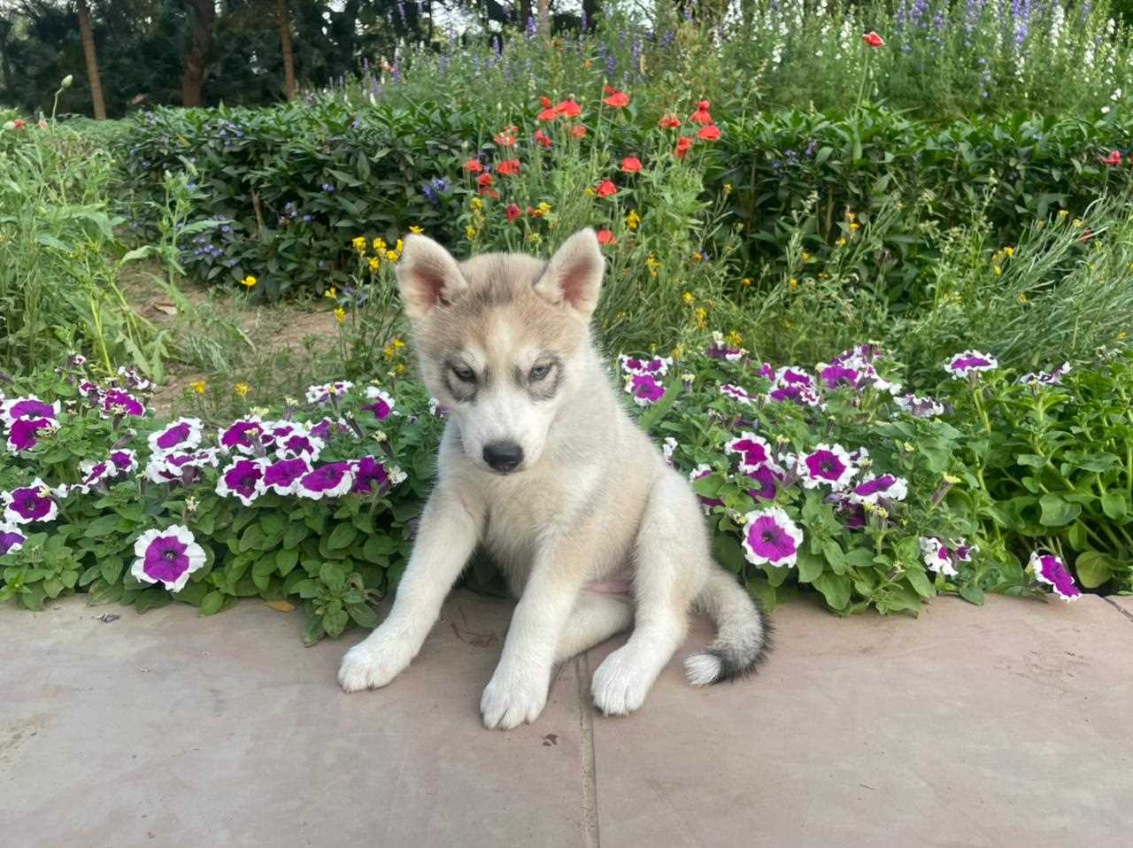 Siberian Husky For Sale In Kanpur