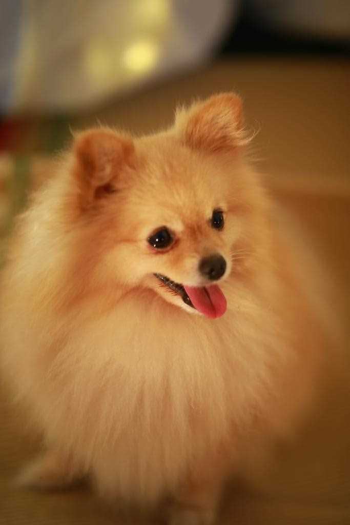 Pomeranian Dogs For Mating In Hyderabad