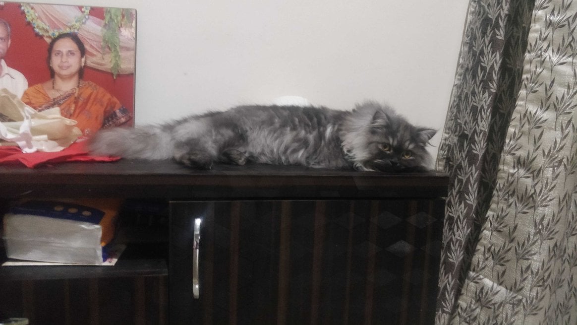 Persian Dogs For Mating In Bangalore