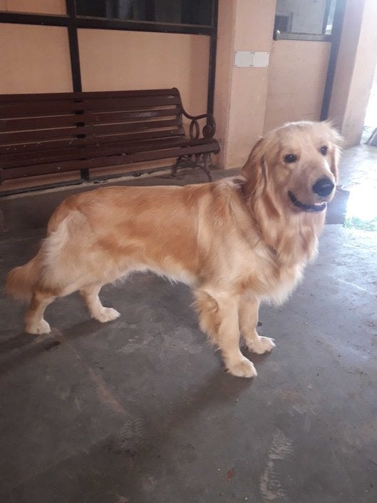 Golden Retriever Dogs For Mating In Pune