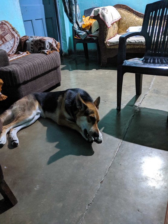 German Shepherd Dogs For Mating In Kanpur