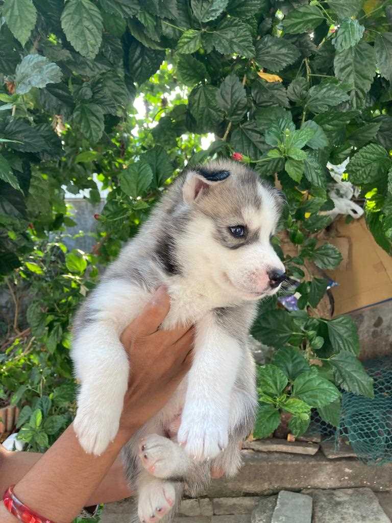 Siberian Husky For Sale In Bhopal