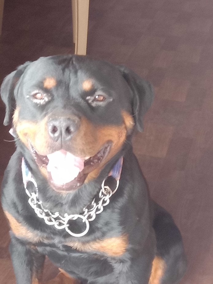 Rottweiler Dogs For Mating In Chennai