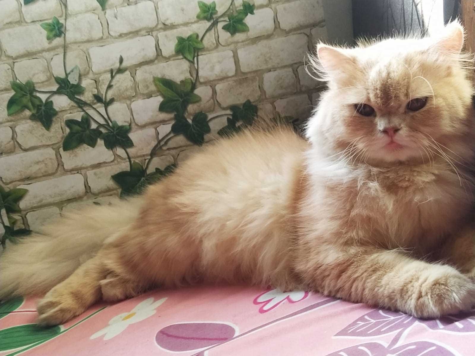 Persian Dogs For Mating In Mumbai