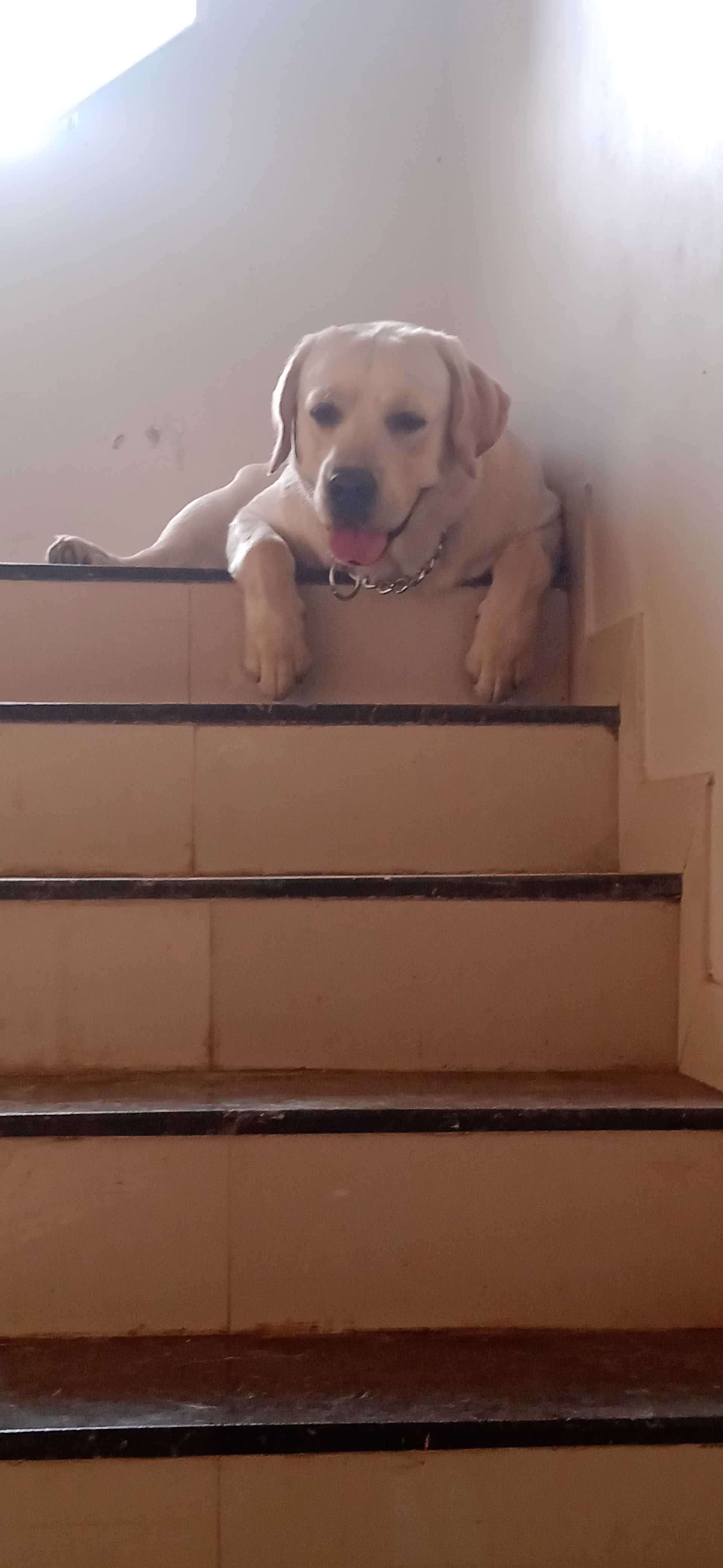 Labrador Retriever Dogs For Mating In Kannur