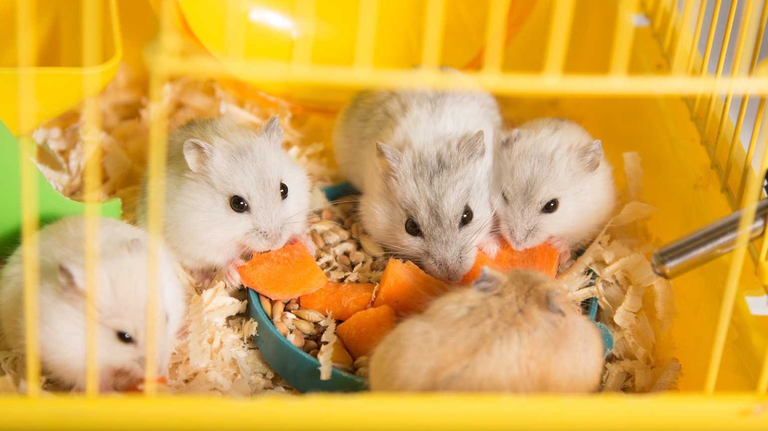 Hamsters For Sale In India