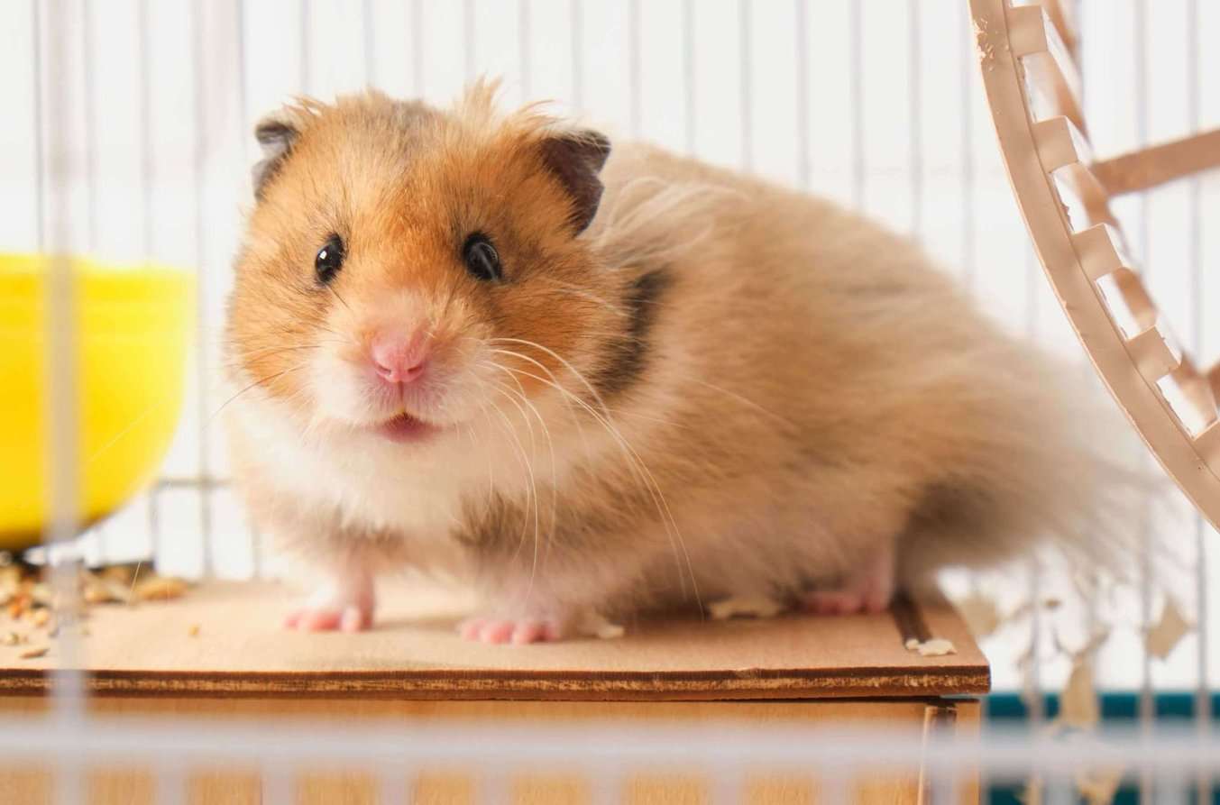 Hamsters For Sale In India