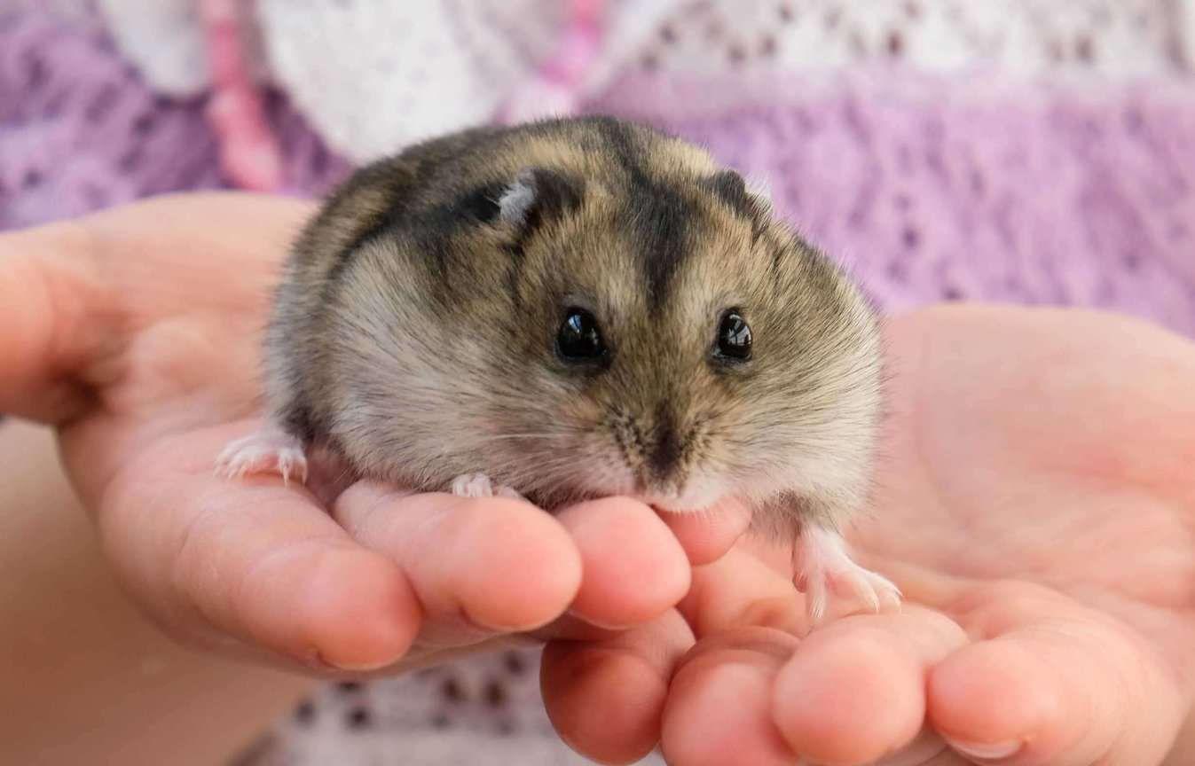 Hamsters For Sale In India