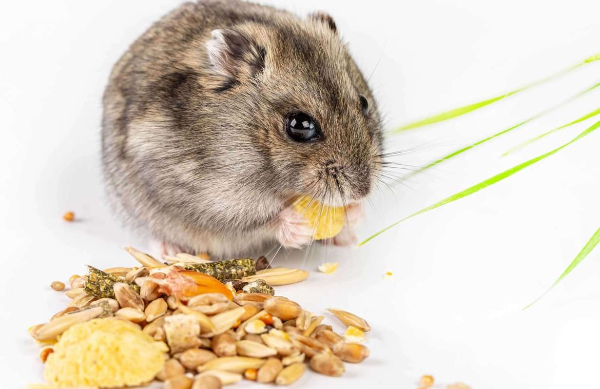 Hamsters For Sale In India