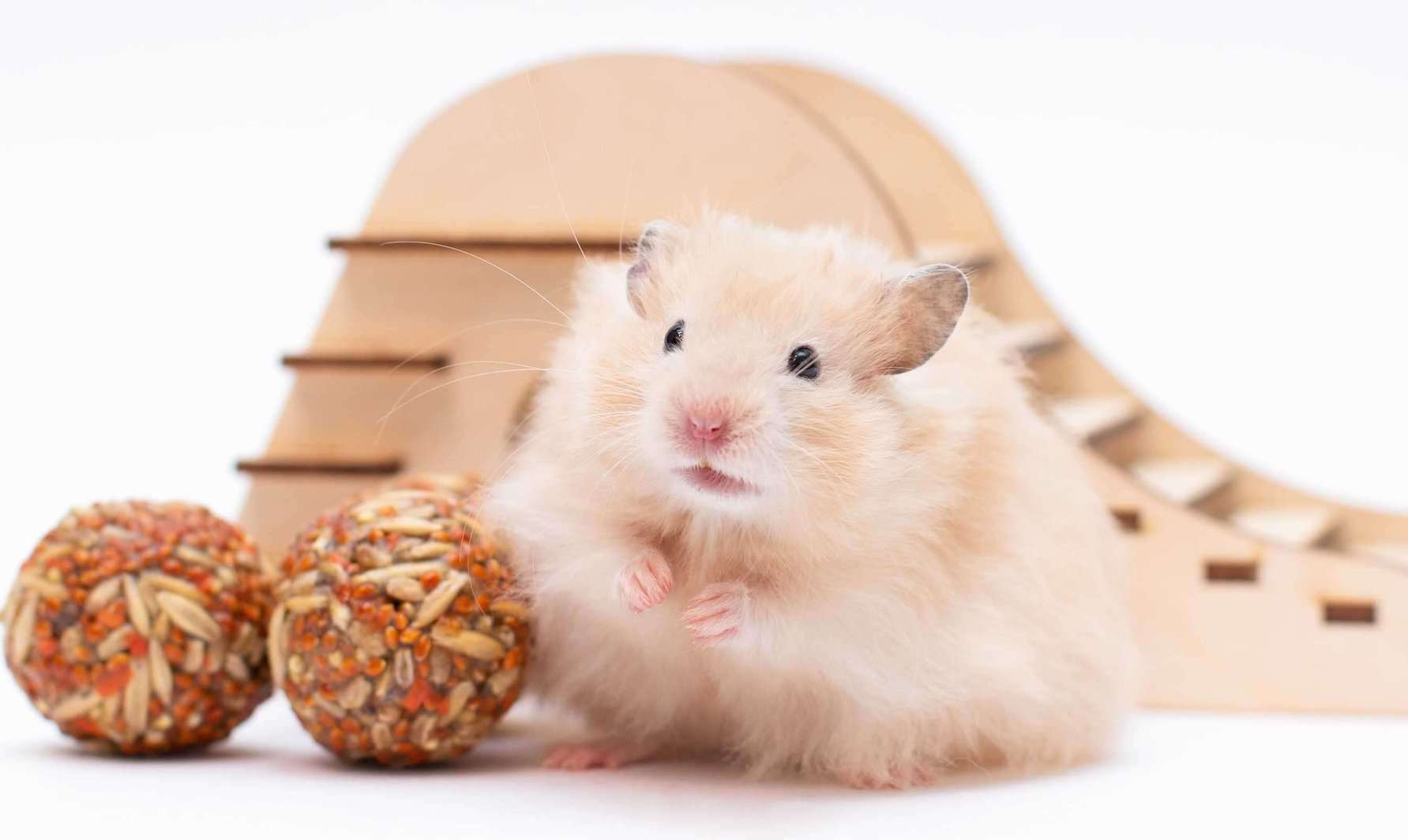 Hamsters For Sale In India