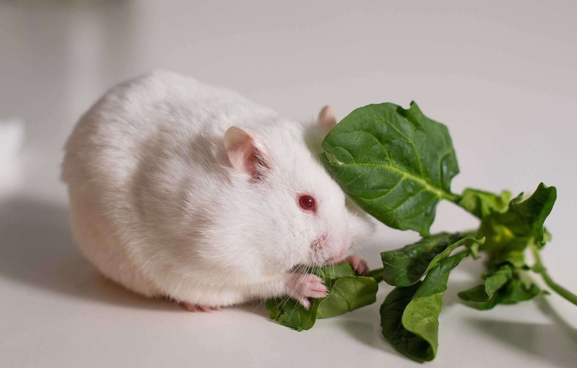 Hamsters For Sale In India