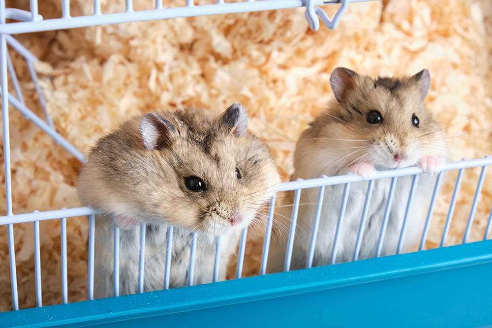 Hamsters For Sale In India