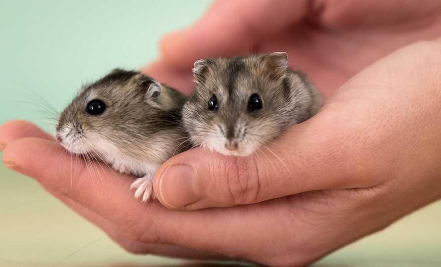 Hamsters For Sale In India