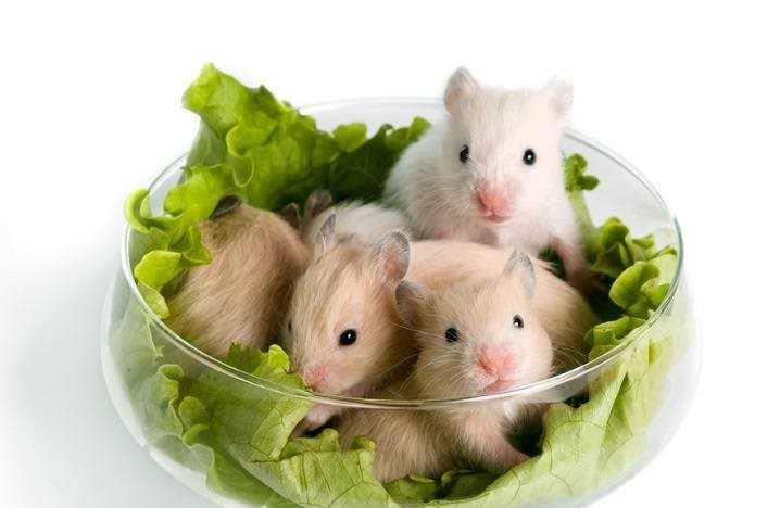 Hamsters For Sale In India